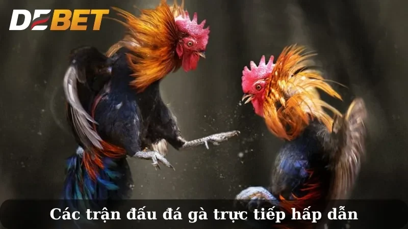 gà đá thomo
